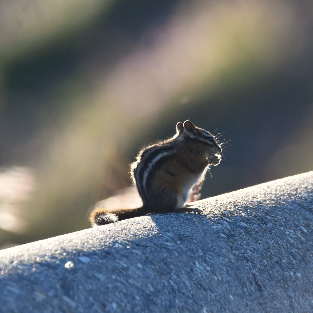 Сосновый бурундук - ML650225764