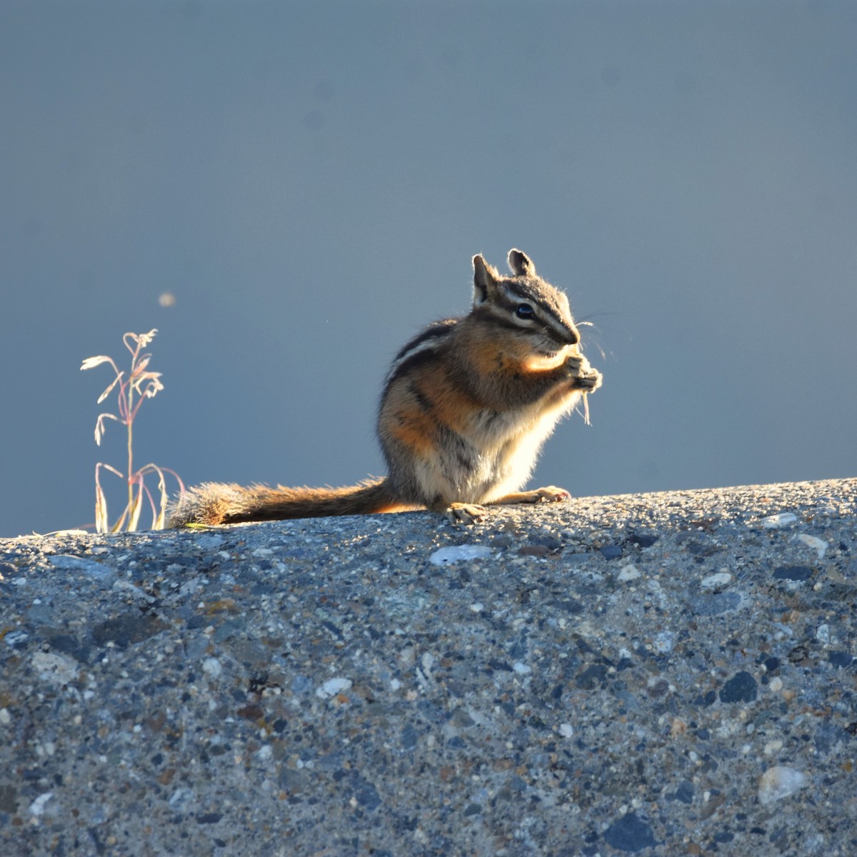 Сосновый бурундук - ML650225765