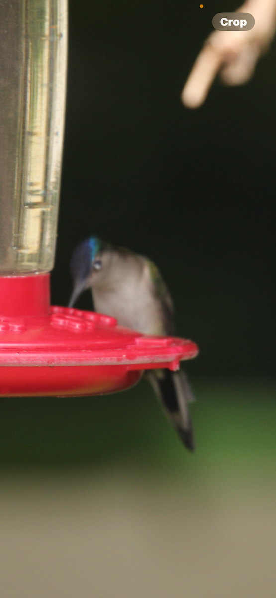 Wedge-tailed Sabrewing - ML650225773