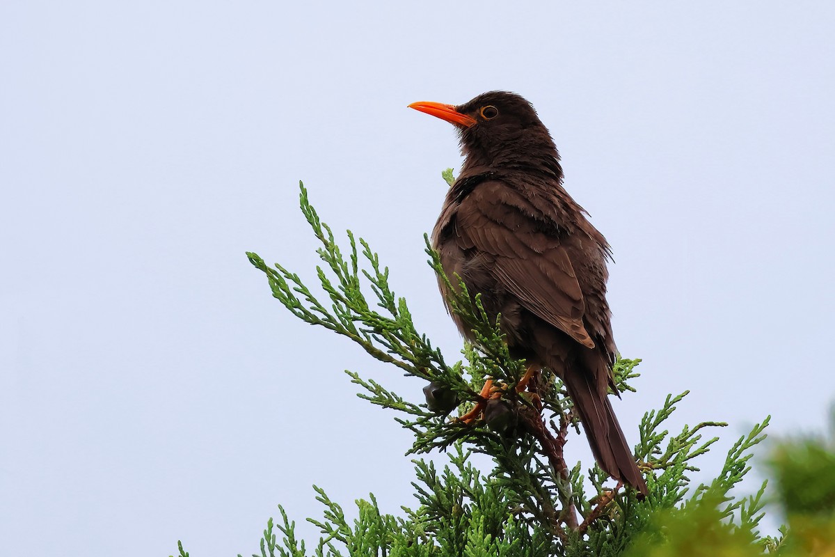 Chiguanco Thrush - ML650225849