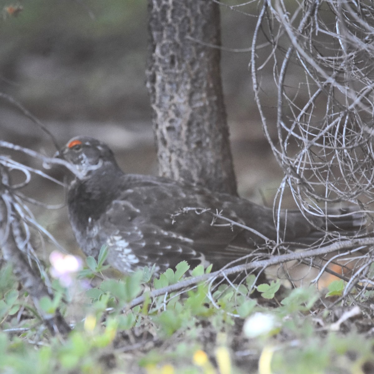 Дымчатый тетерев - ML650226033