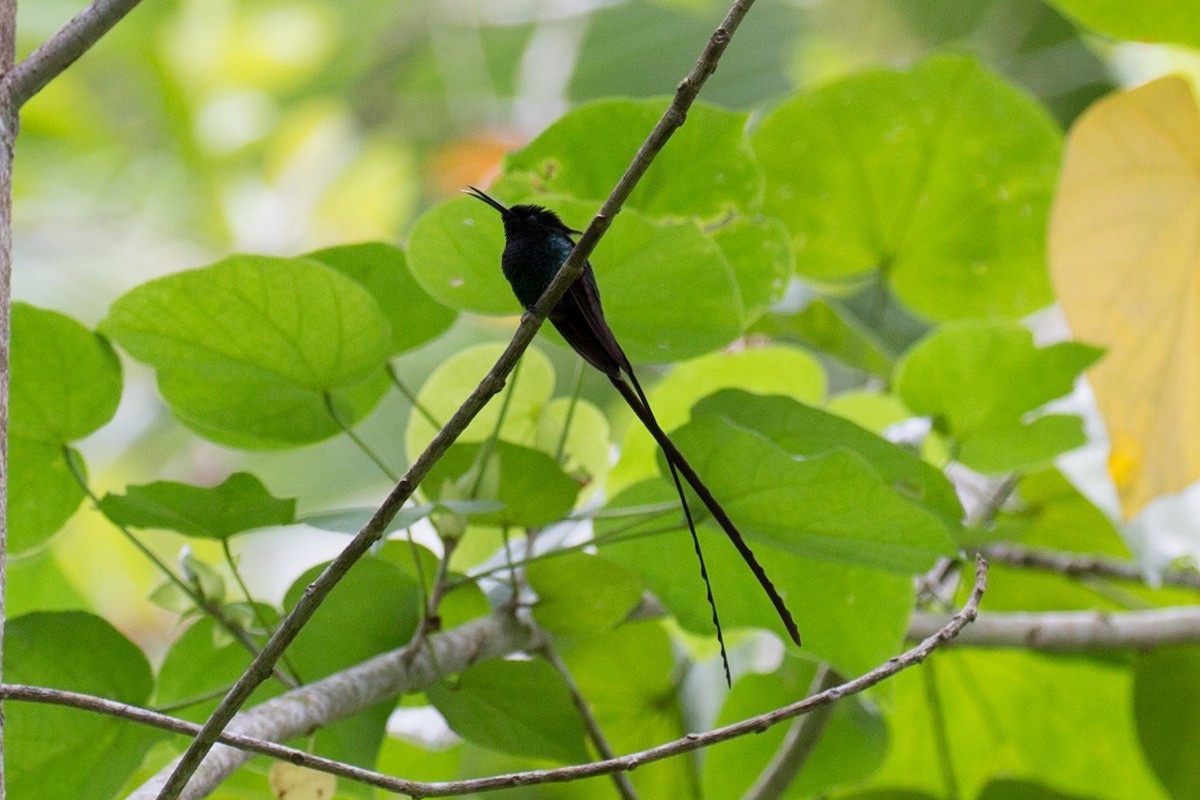 kolibřík černozobý - ML65022641