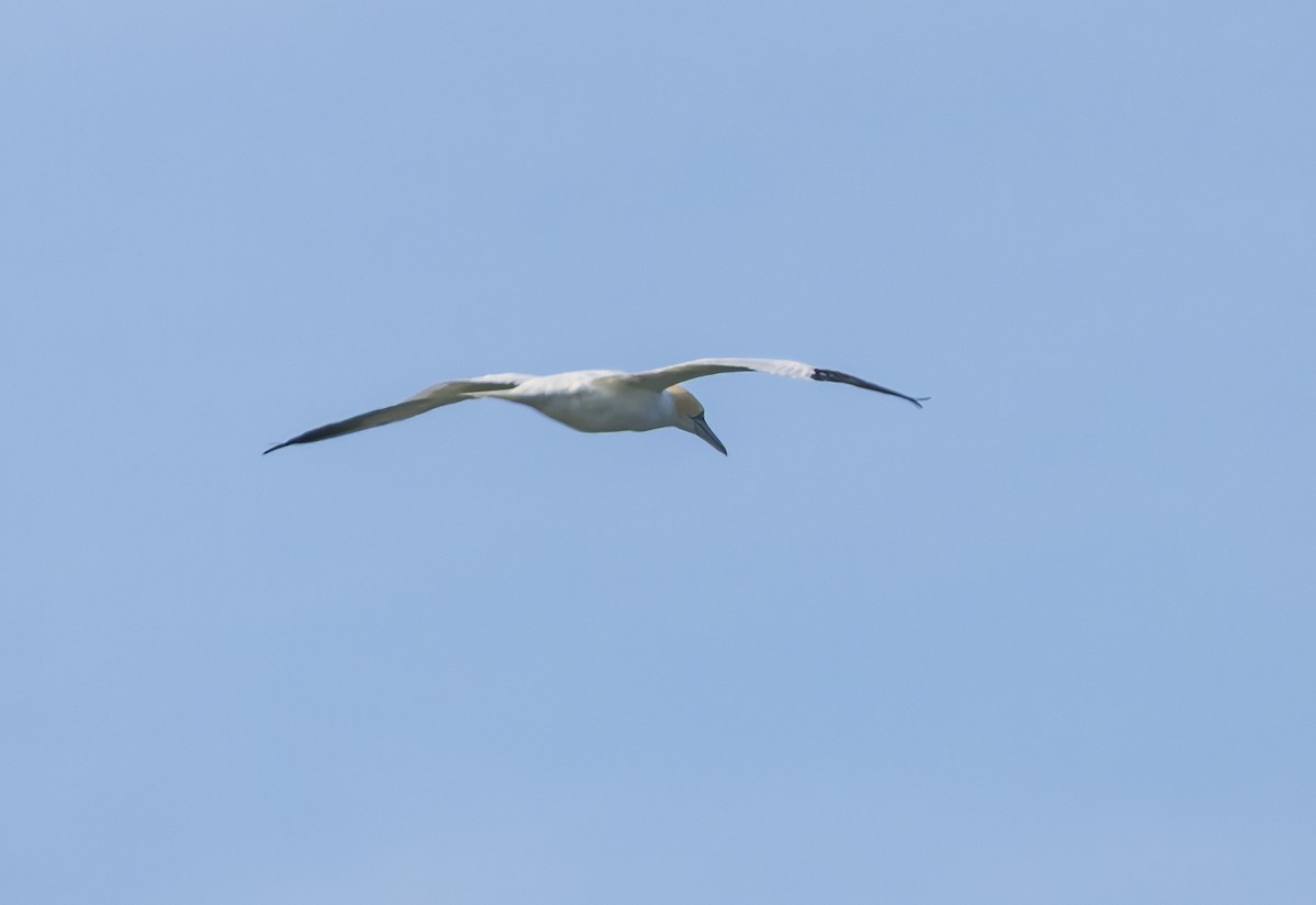 Северная олуша - ML650226539