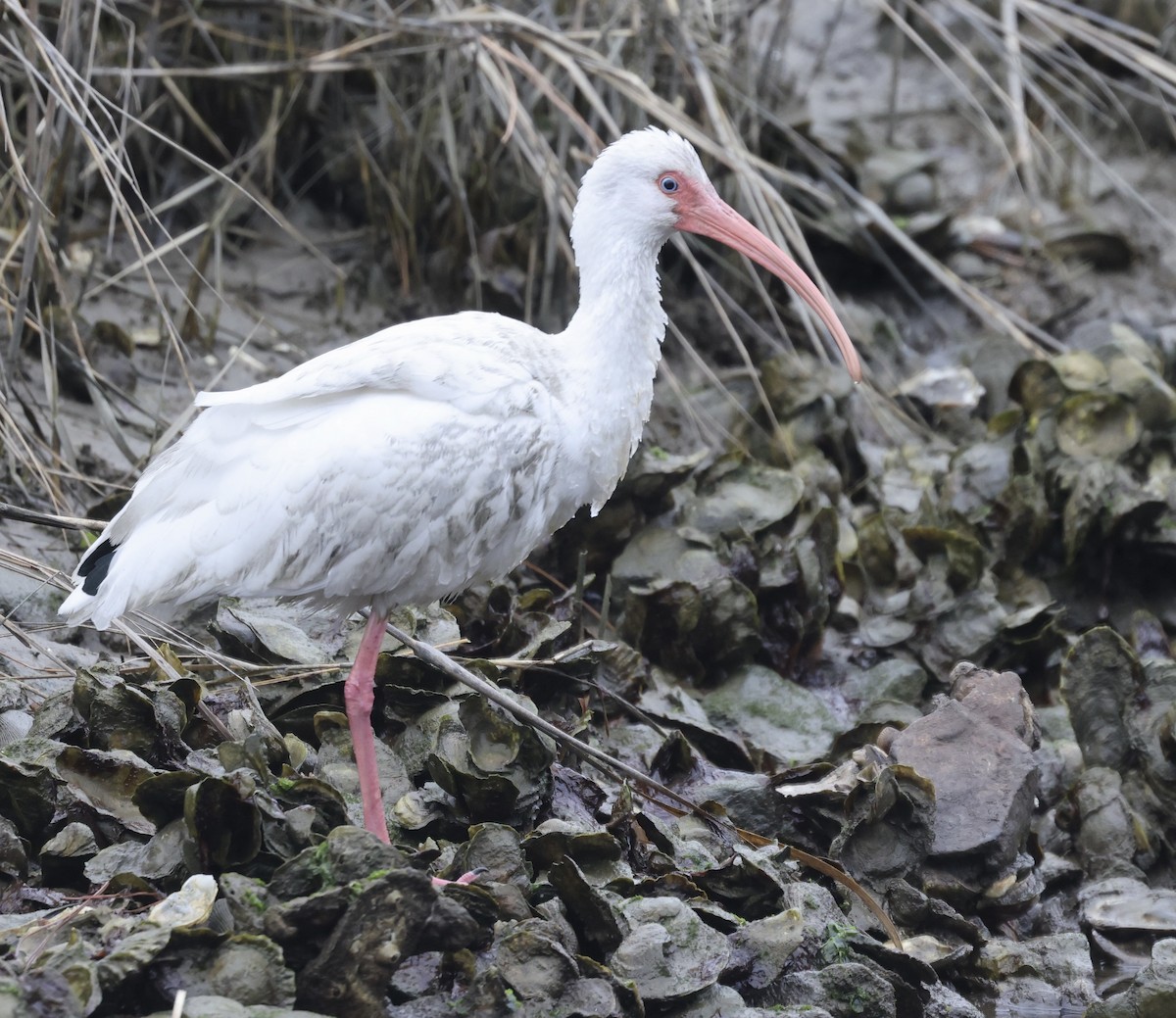 White Ibis - ML650226582
