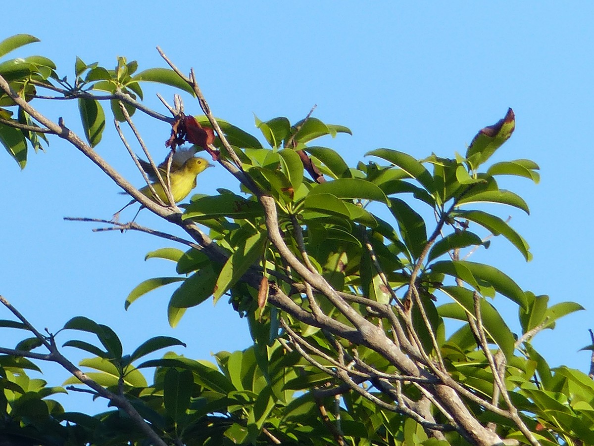 Northern/Mangrove Yellow Warbler - ML650227267