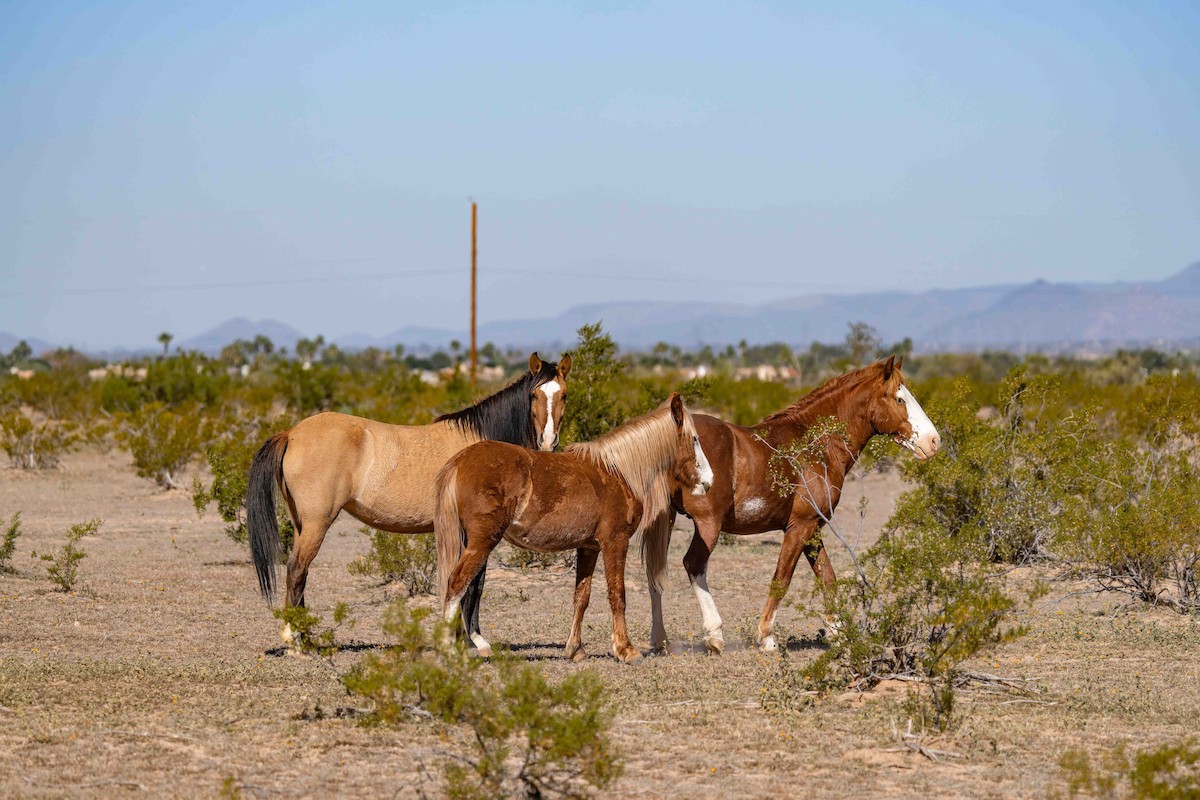 Domestic Horse - ML650227355