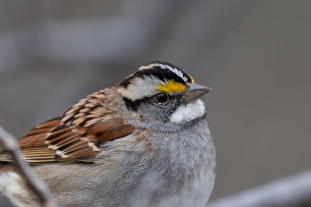 Bird Outreach in Oregon and Washington - eBird Oregon