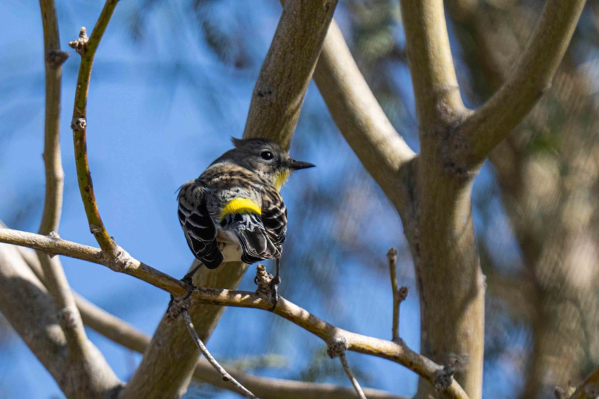 Yellow-rumped Warbler - ML650227691