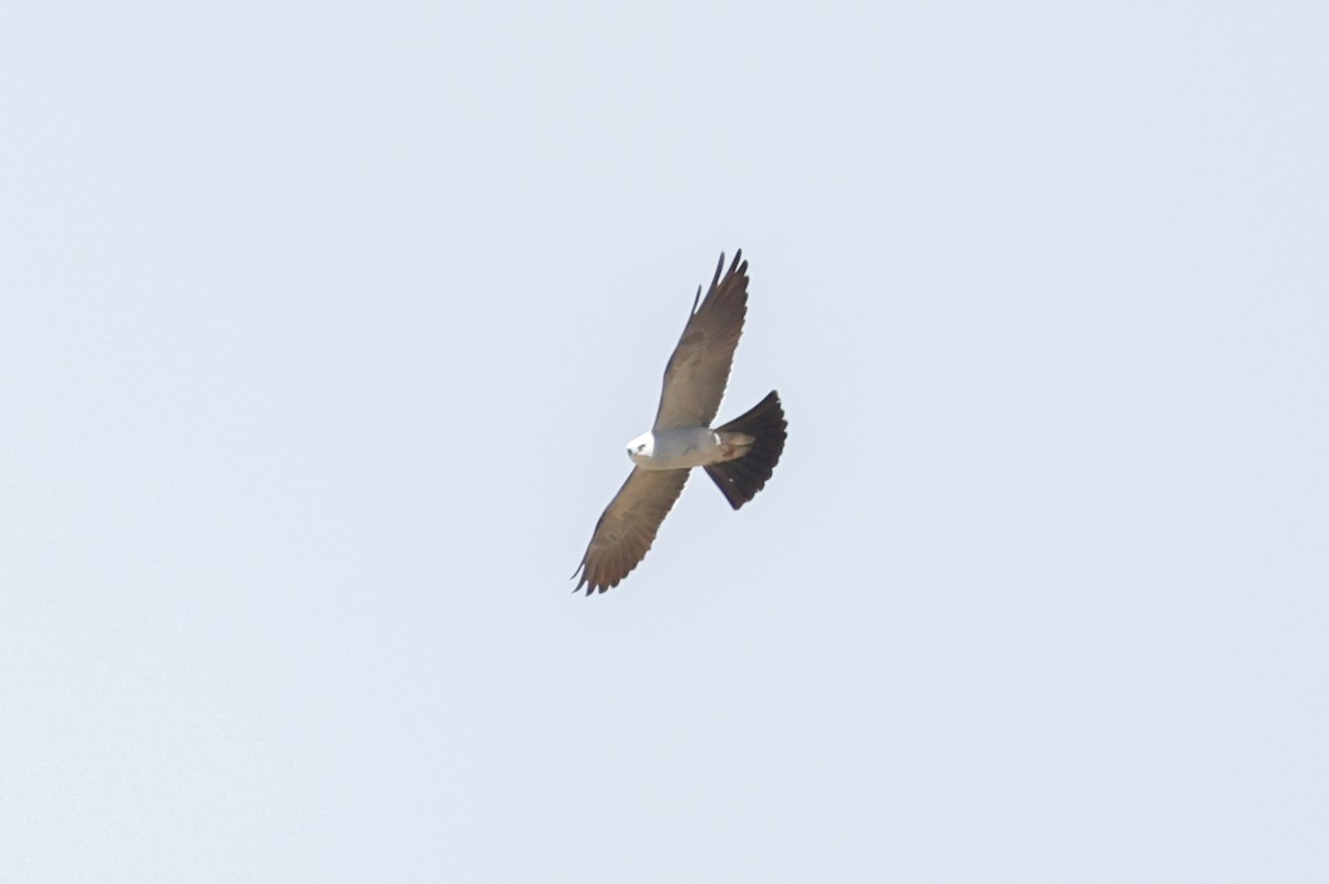 iktinie mississippská - ML650227963