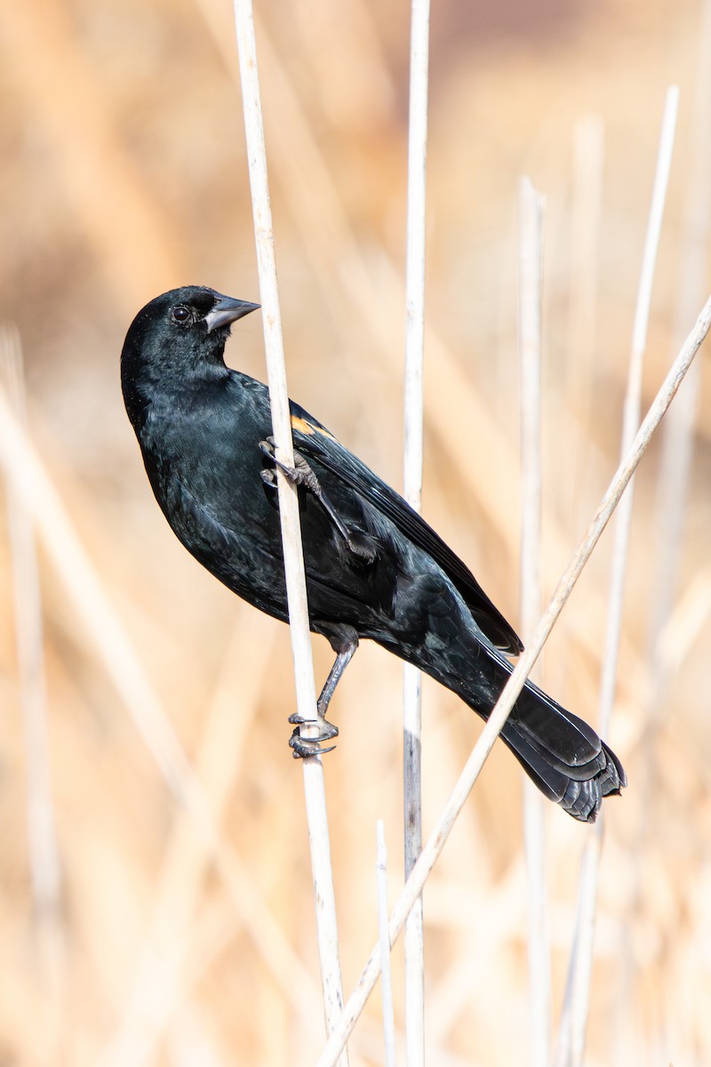 rødvingetrupial - ML650228350