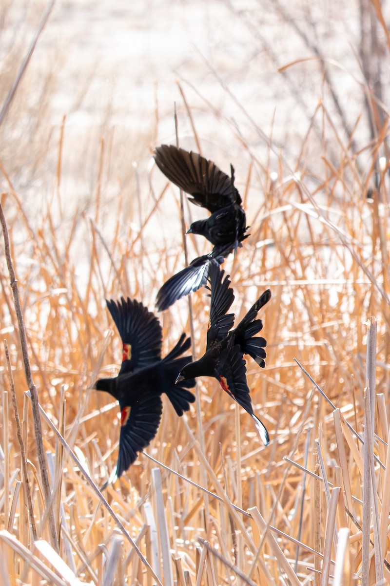 rødvingetrupial - ML650228351