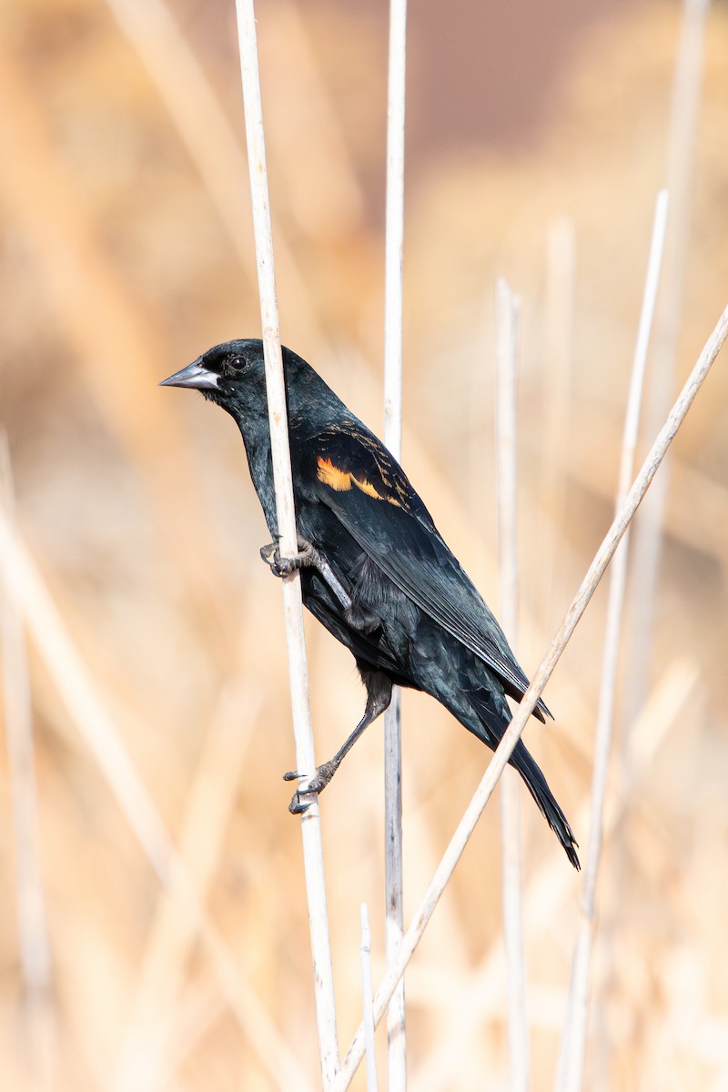 rødvingetrupial - ML650228352