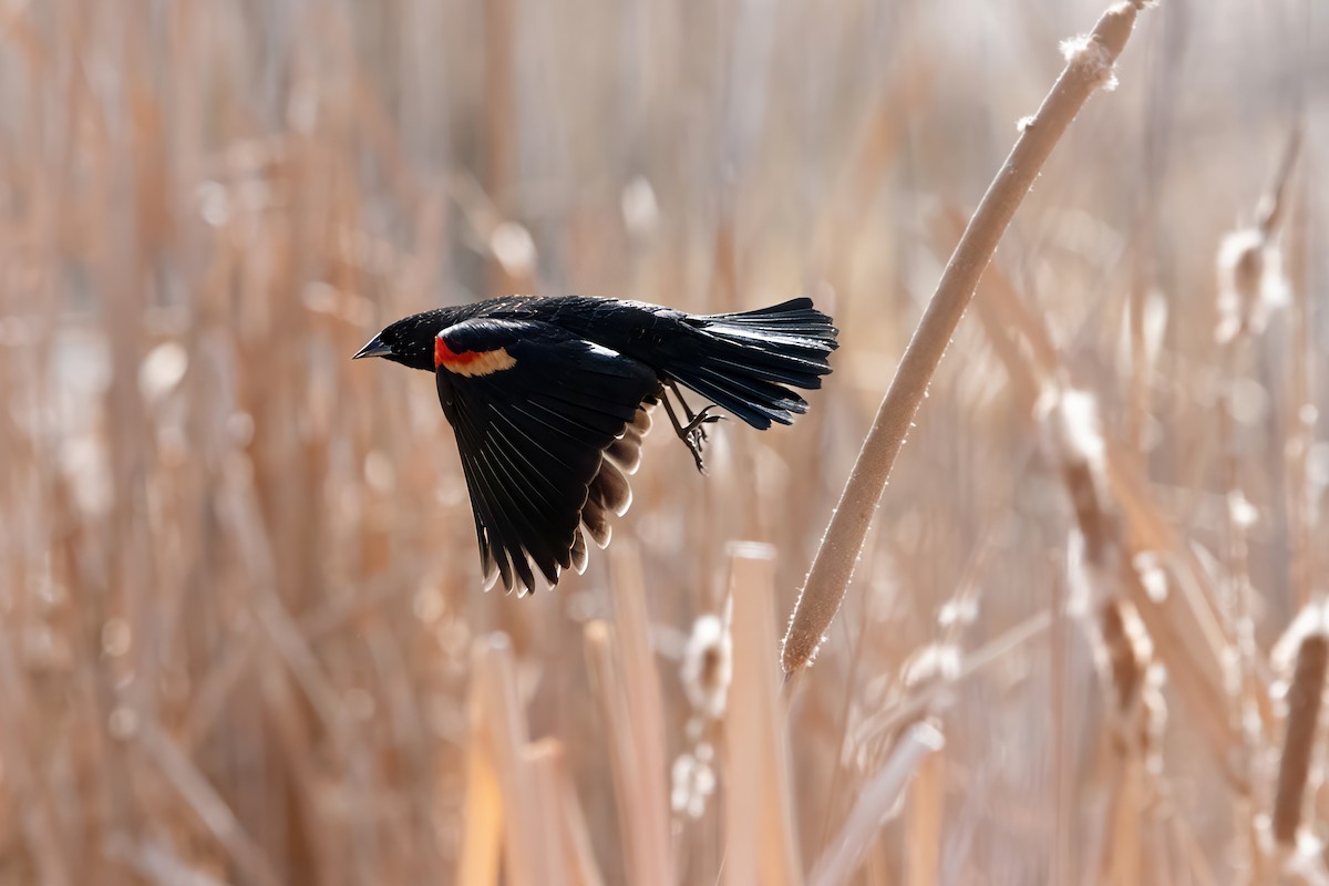 rødvingetrupial - ML650228353