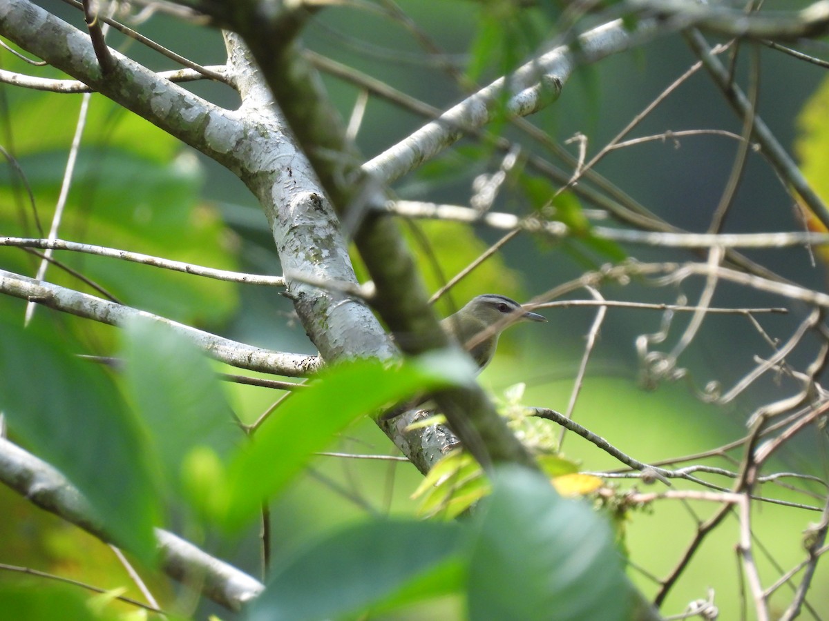 Red-eyed Vireo - ML650228354