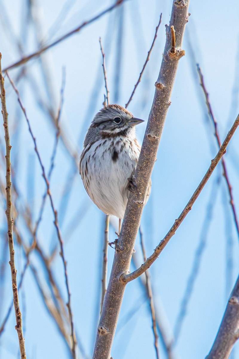 sangspurv - ML650228358