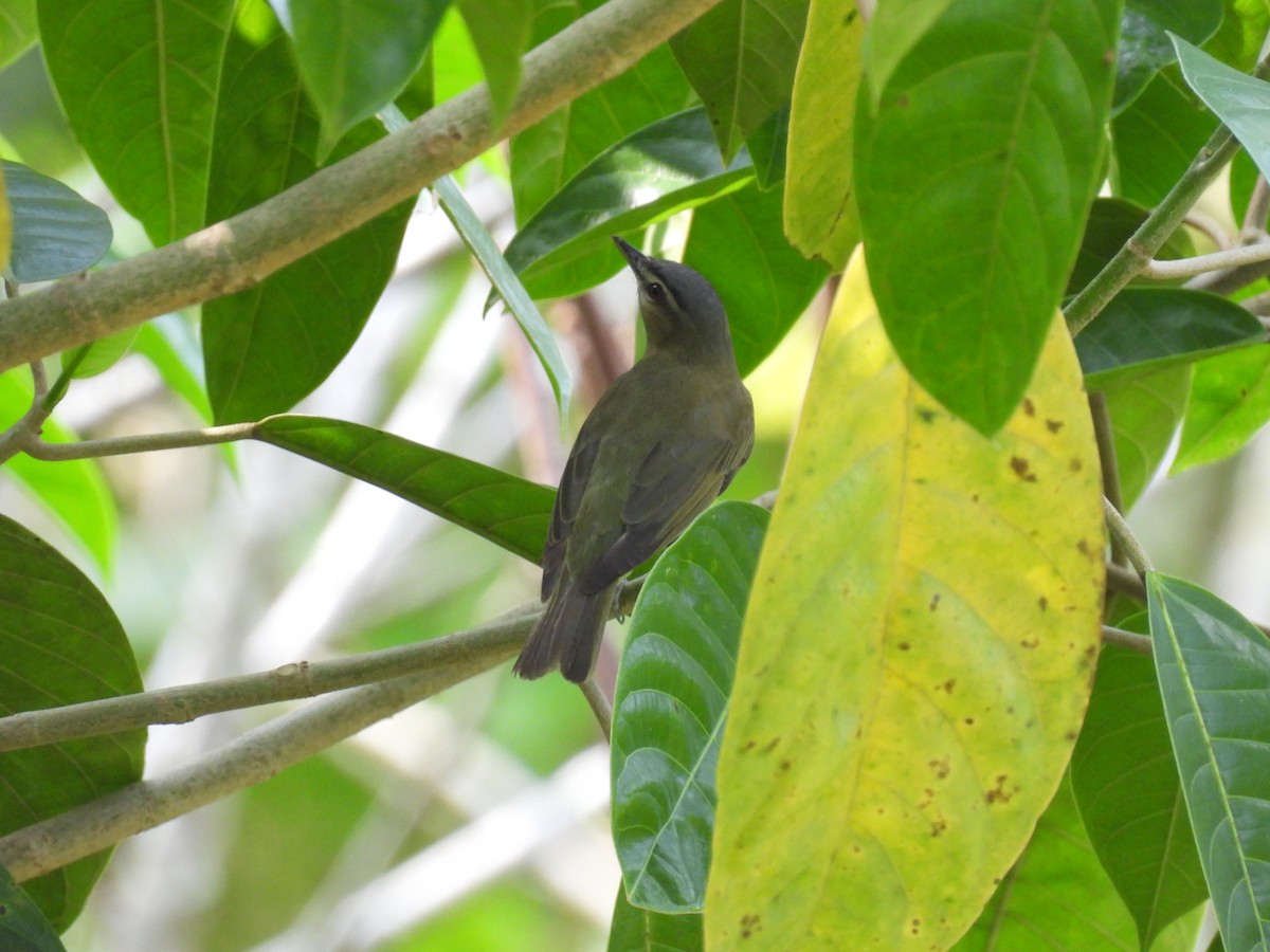 Red-eyed Vireo - ML650228391