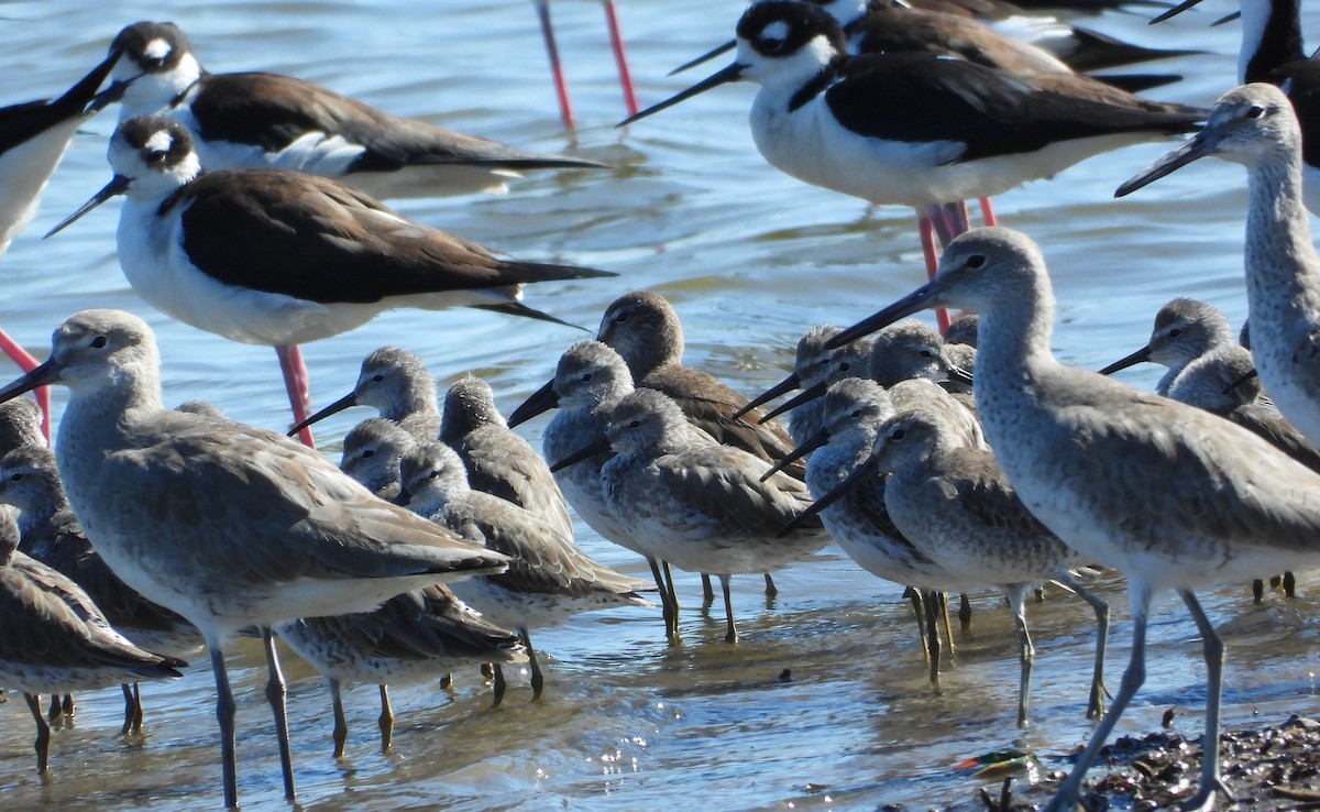 styltesnipe - ML650228406