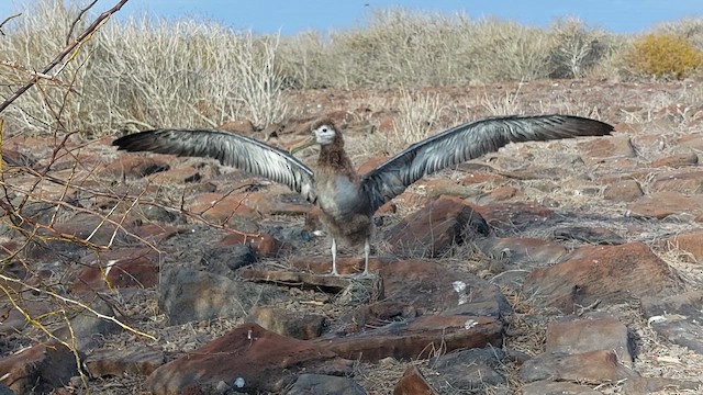 Waved Albatross - ML650228500