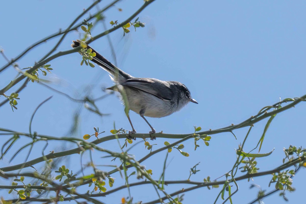 Black-tailed Gnatcatcher - ML650228604