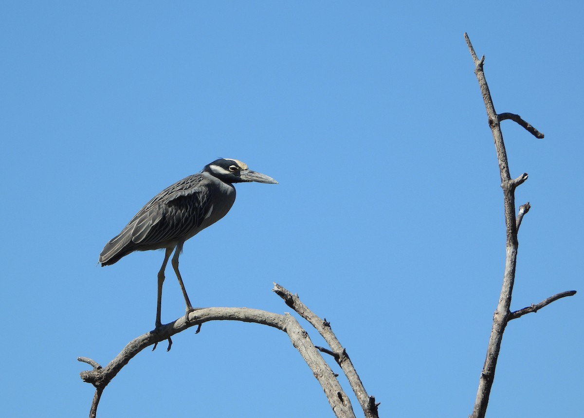 gulkronehegre - ML650228861