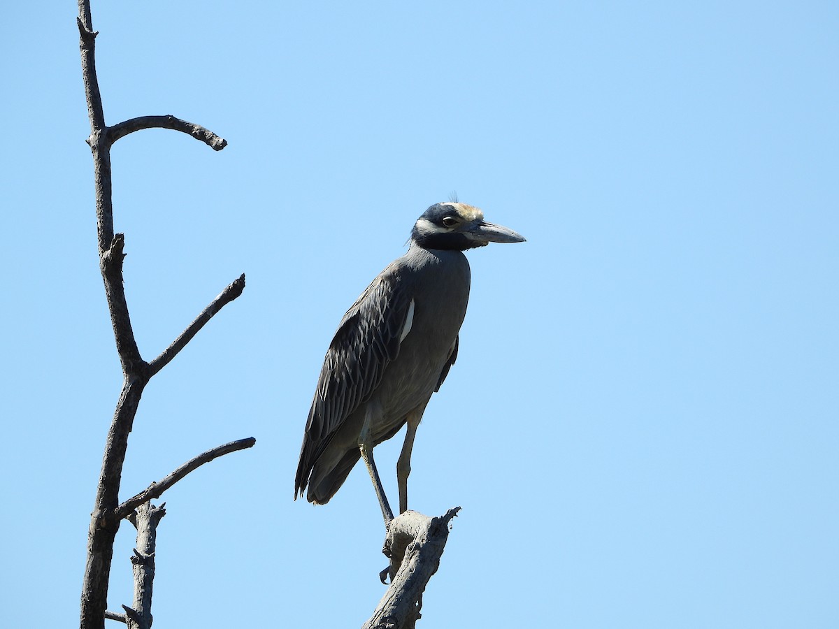 gulkronehegre - ML650228862