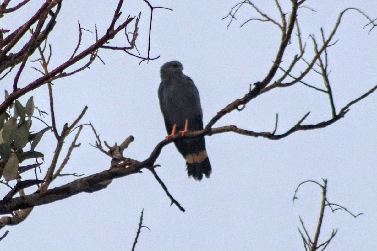 Crane Hawk - ML650229120