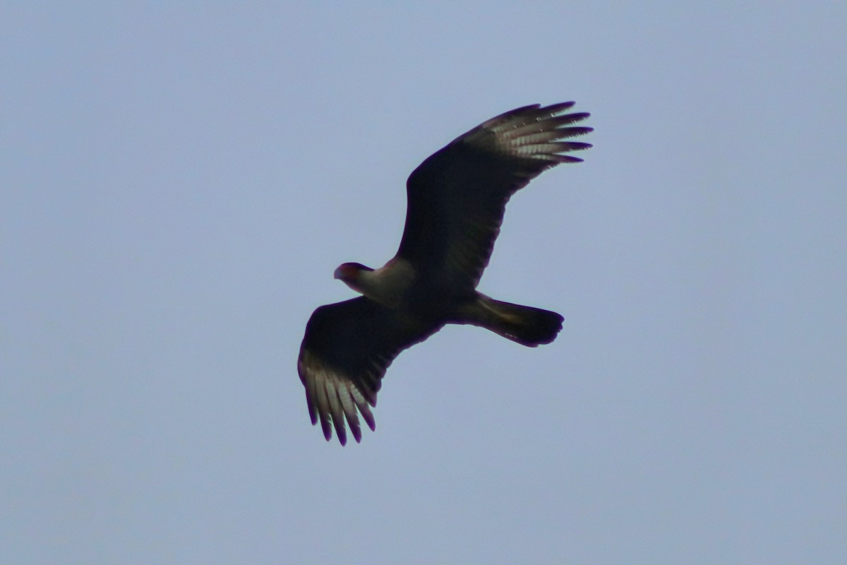 Crested Caracara - ML650229160