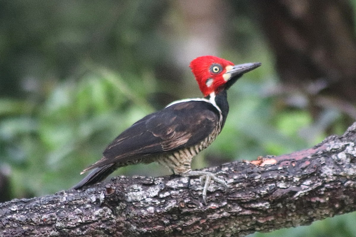 Crimson-crested Woodpecker - ML650229173