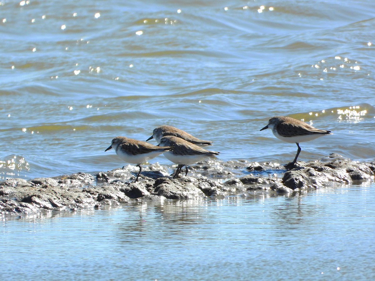 sandsnipe - ML650229203