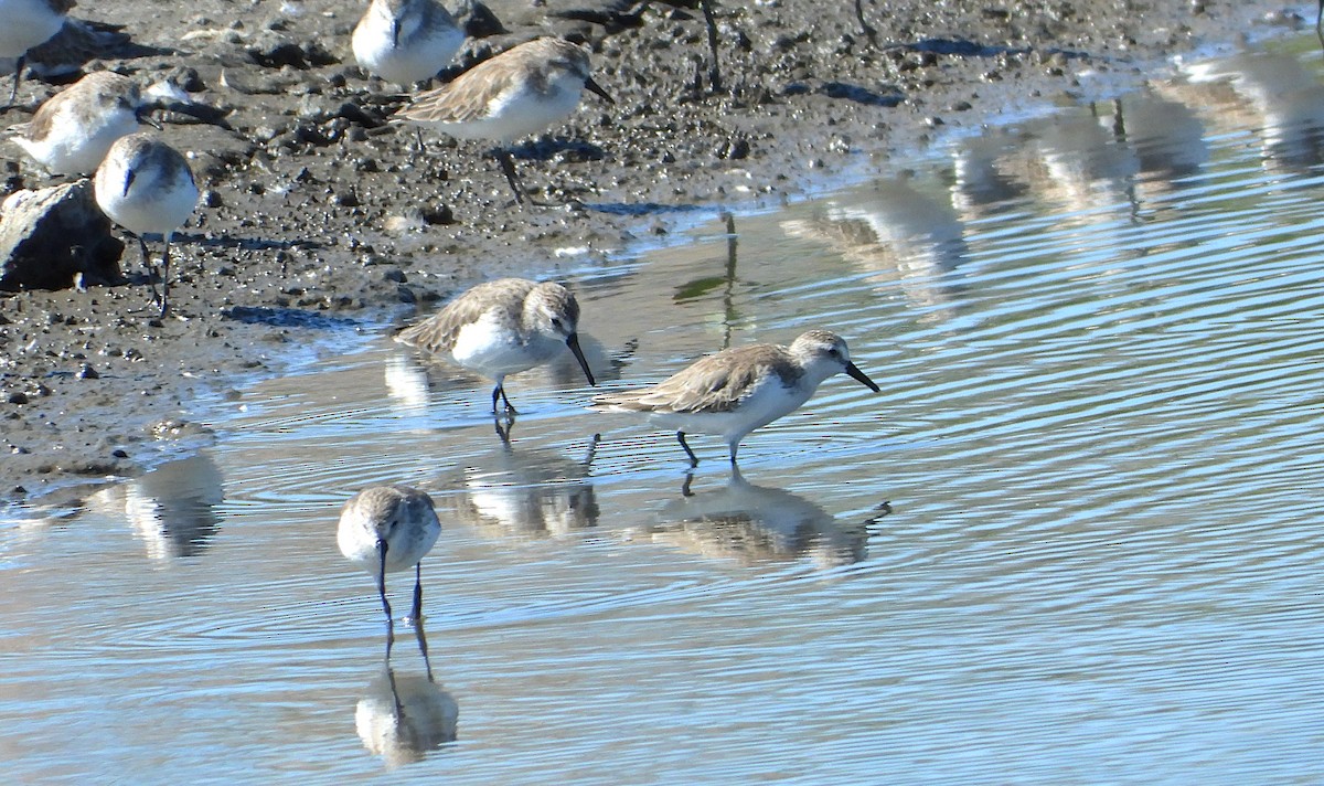 beringsnipe - ML650229534