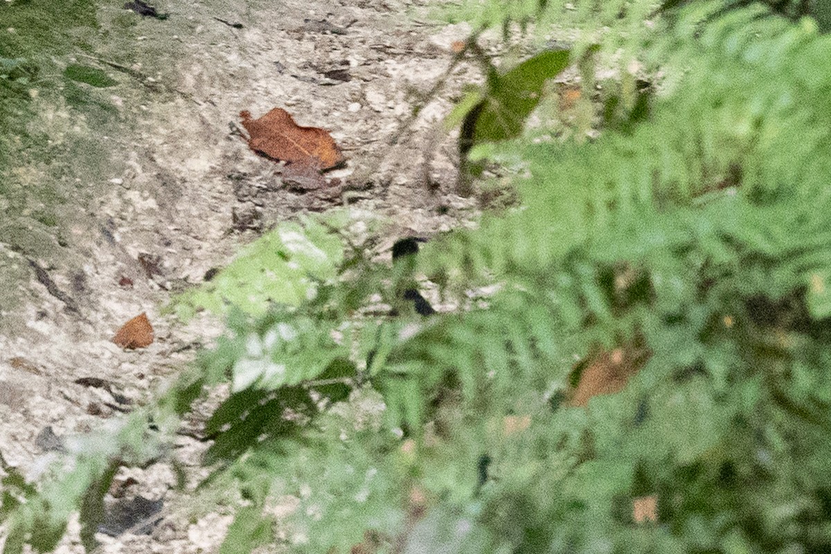 Biak Megapode - ML650229804