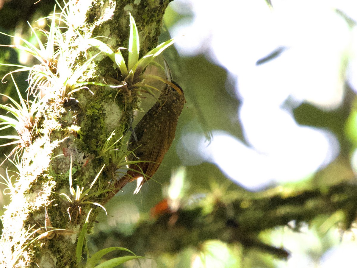 Sclérure à gorge rousse - ML650230042