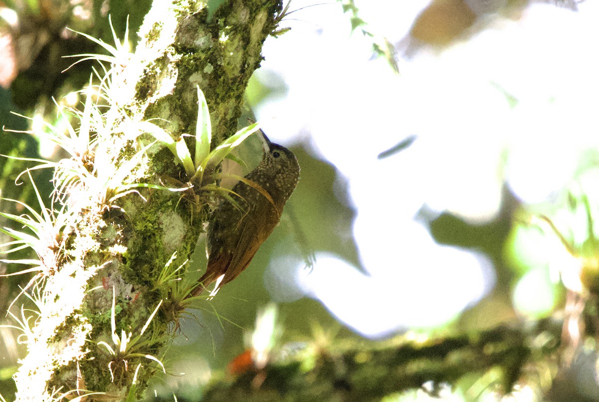 Sclérure à gorge rousse - ML650230043