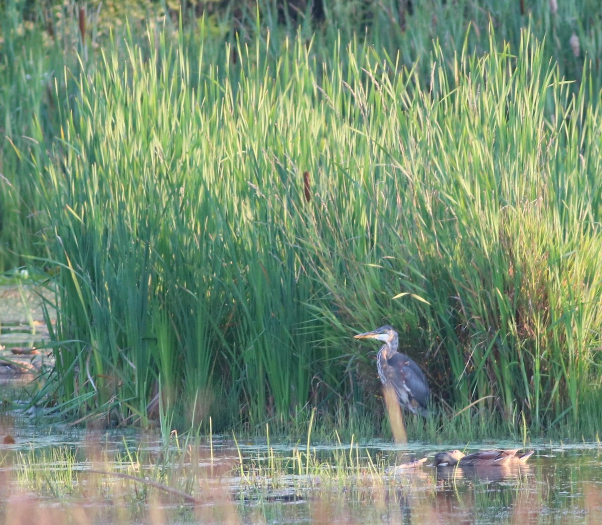 Great Blue Heron - ML65023011