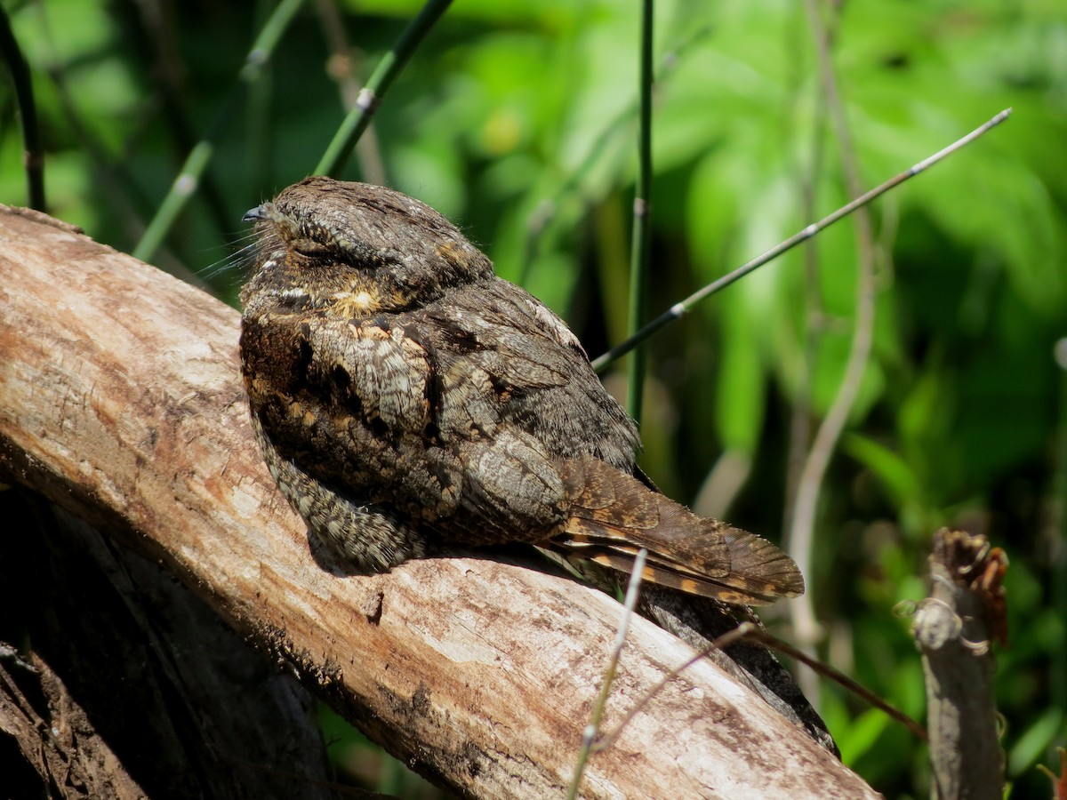 Eastern Whip-poor-will - ML650230147