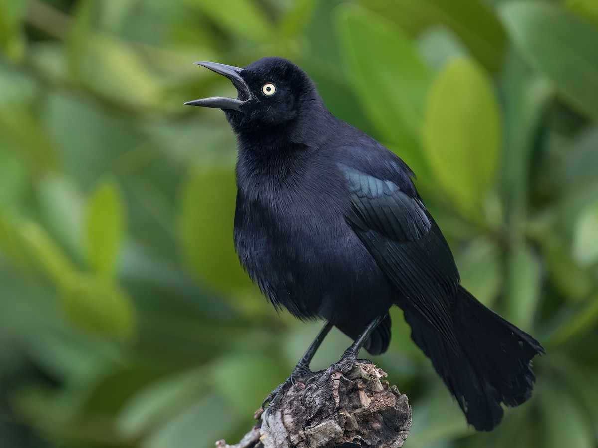 Carib Grackle - Quiscalus lugubris - Birds of the World
