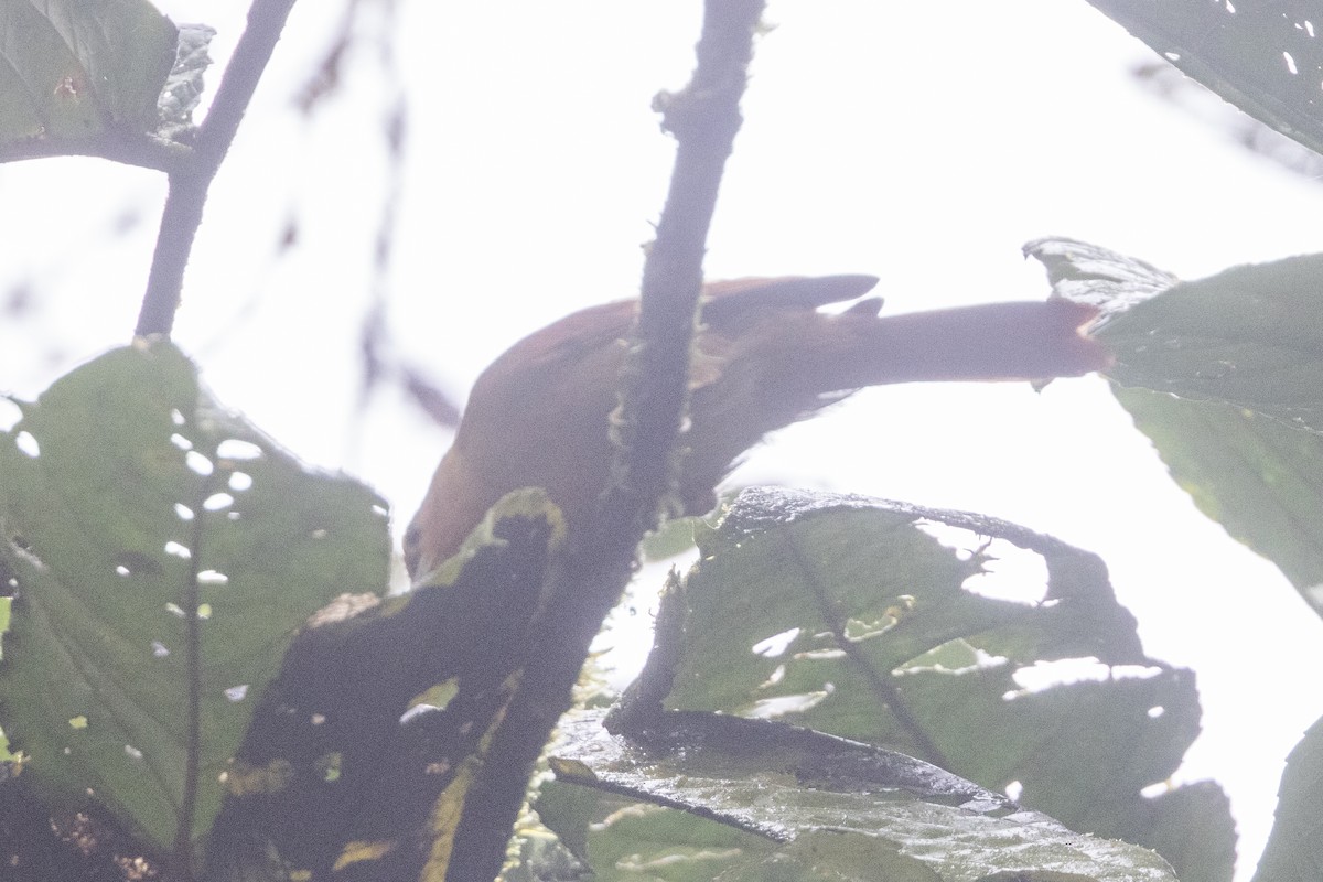 Курутія рудощока - ML650230171