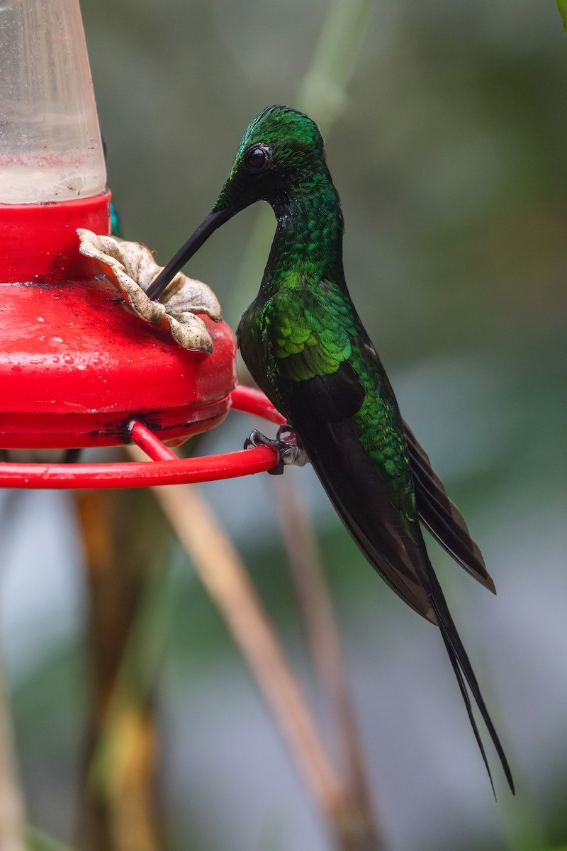 Колібрі-діамант королівський - ML650230179