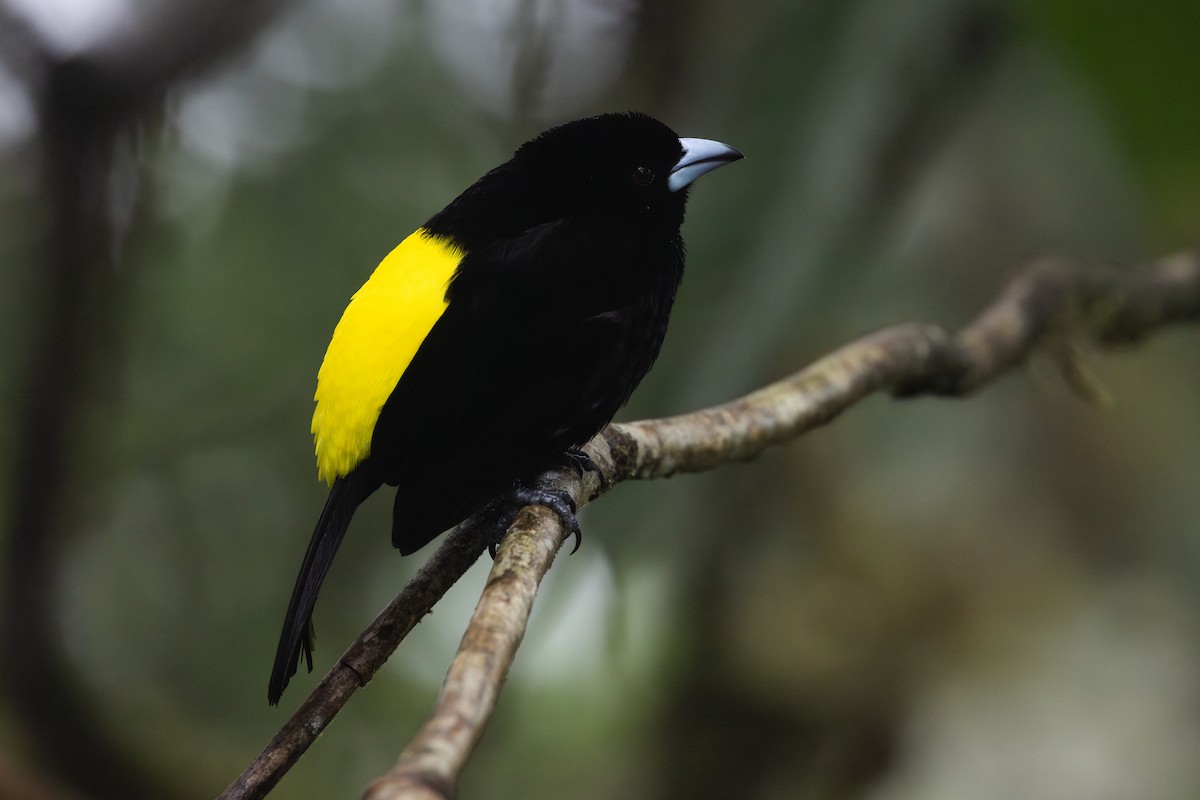 Тапіранга вогнистогуза (підвид icteronotus) - ML650230187