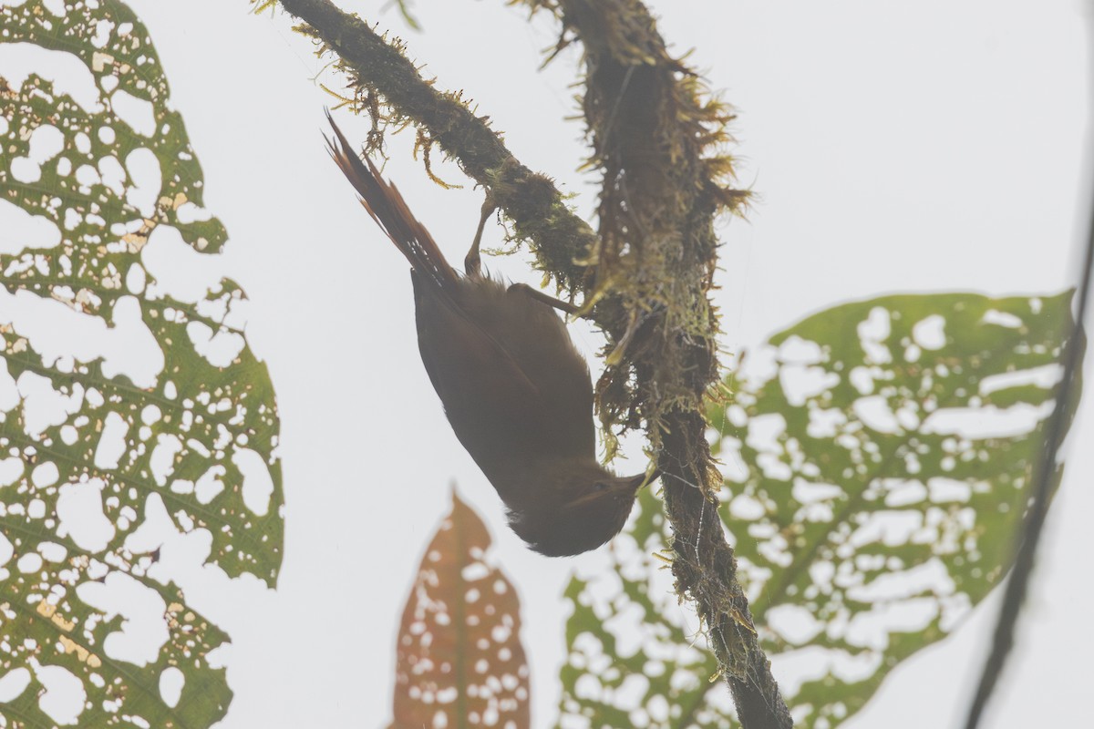 Дереволаз-долотодзьоб [група pectoralis] - ML650230198