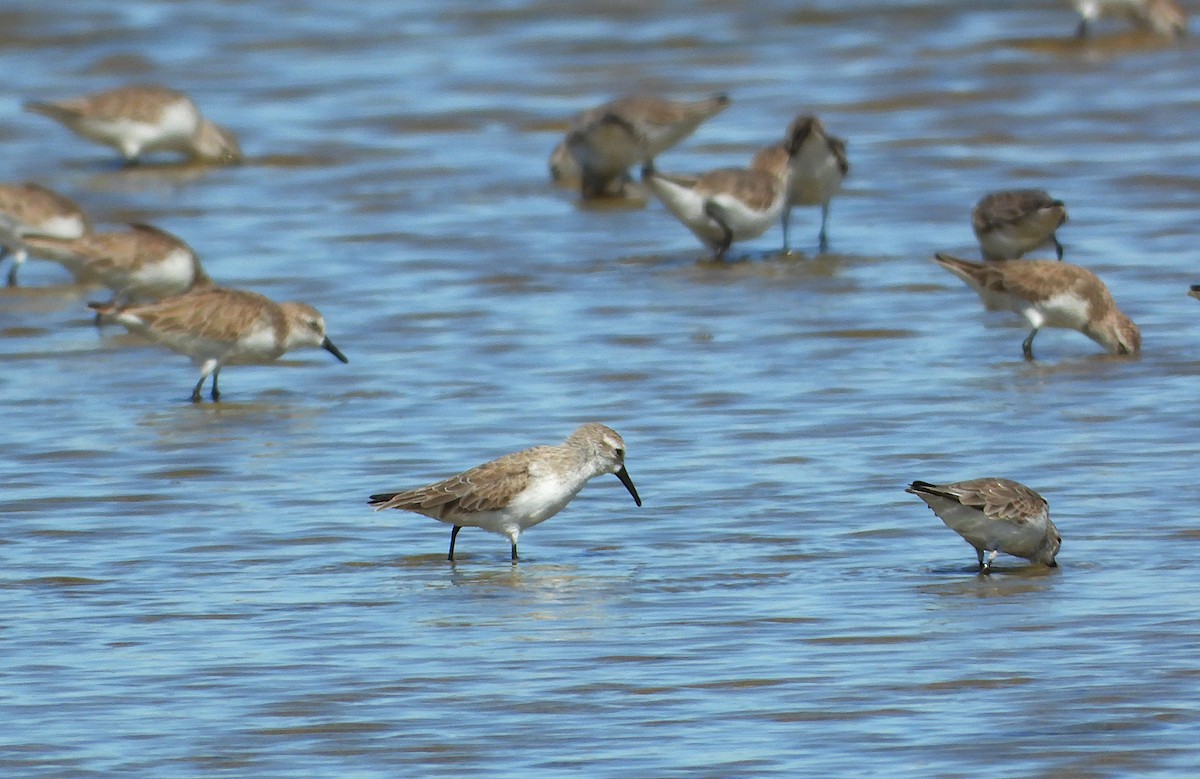 beringsnipe - ML650230205