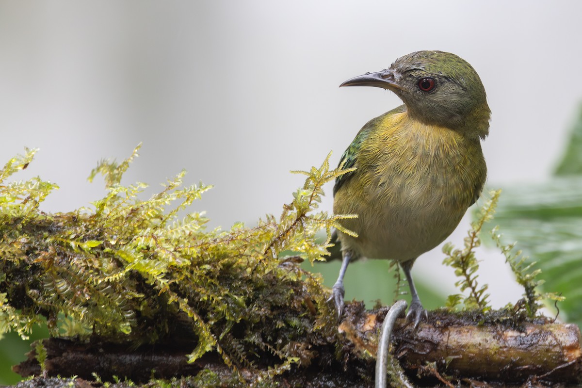 Саї малий - ML650230210