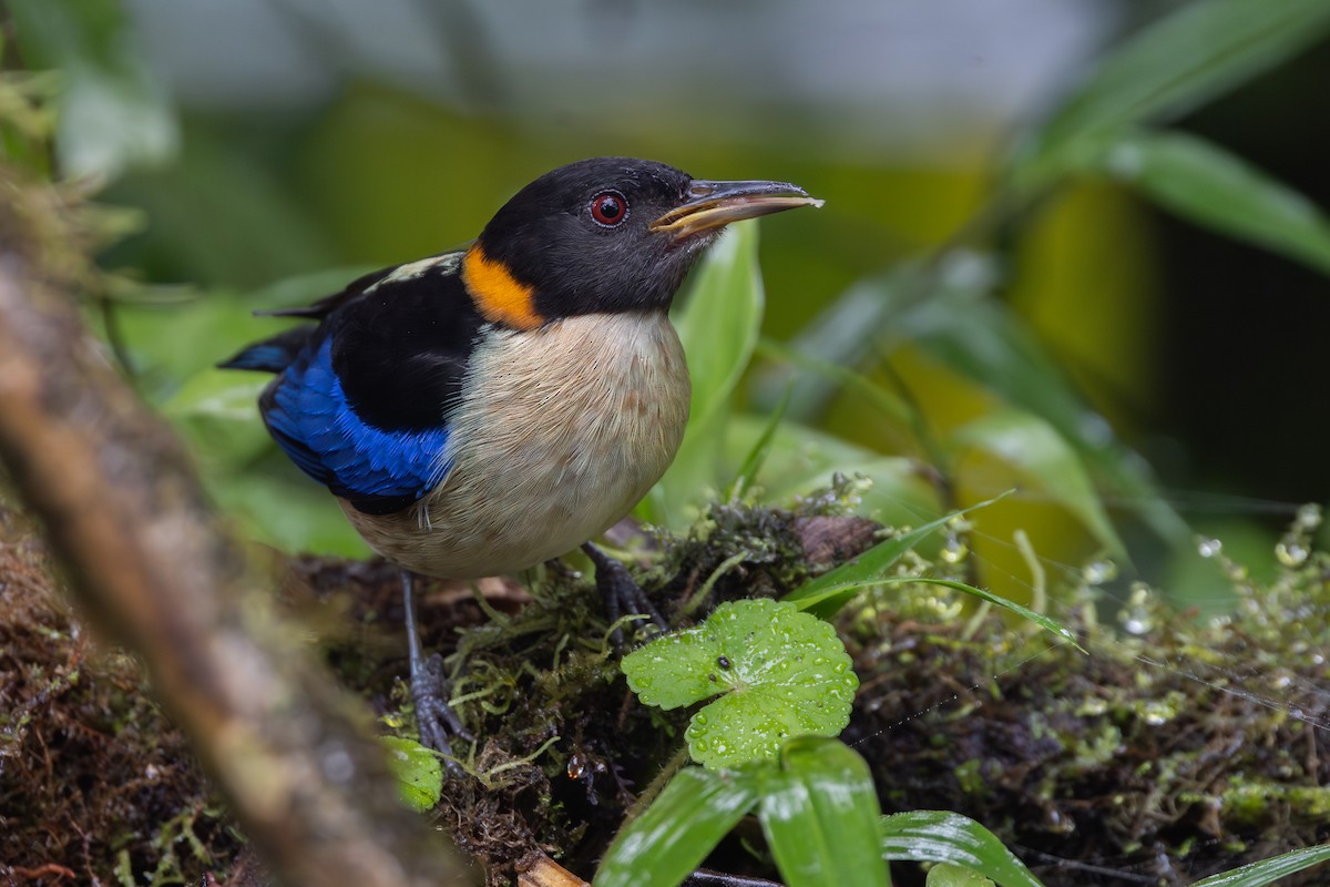 Саї малий - ML650230211