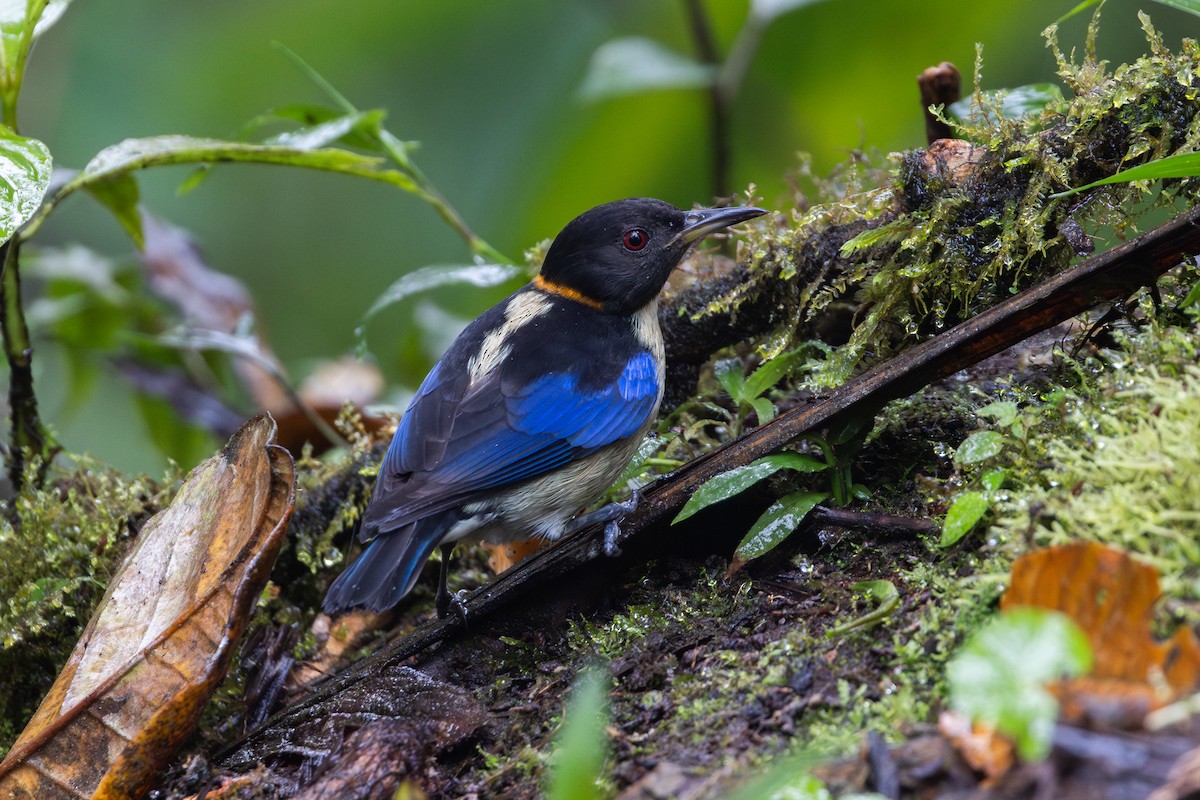 Саї малий - ML650230212