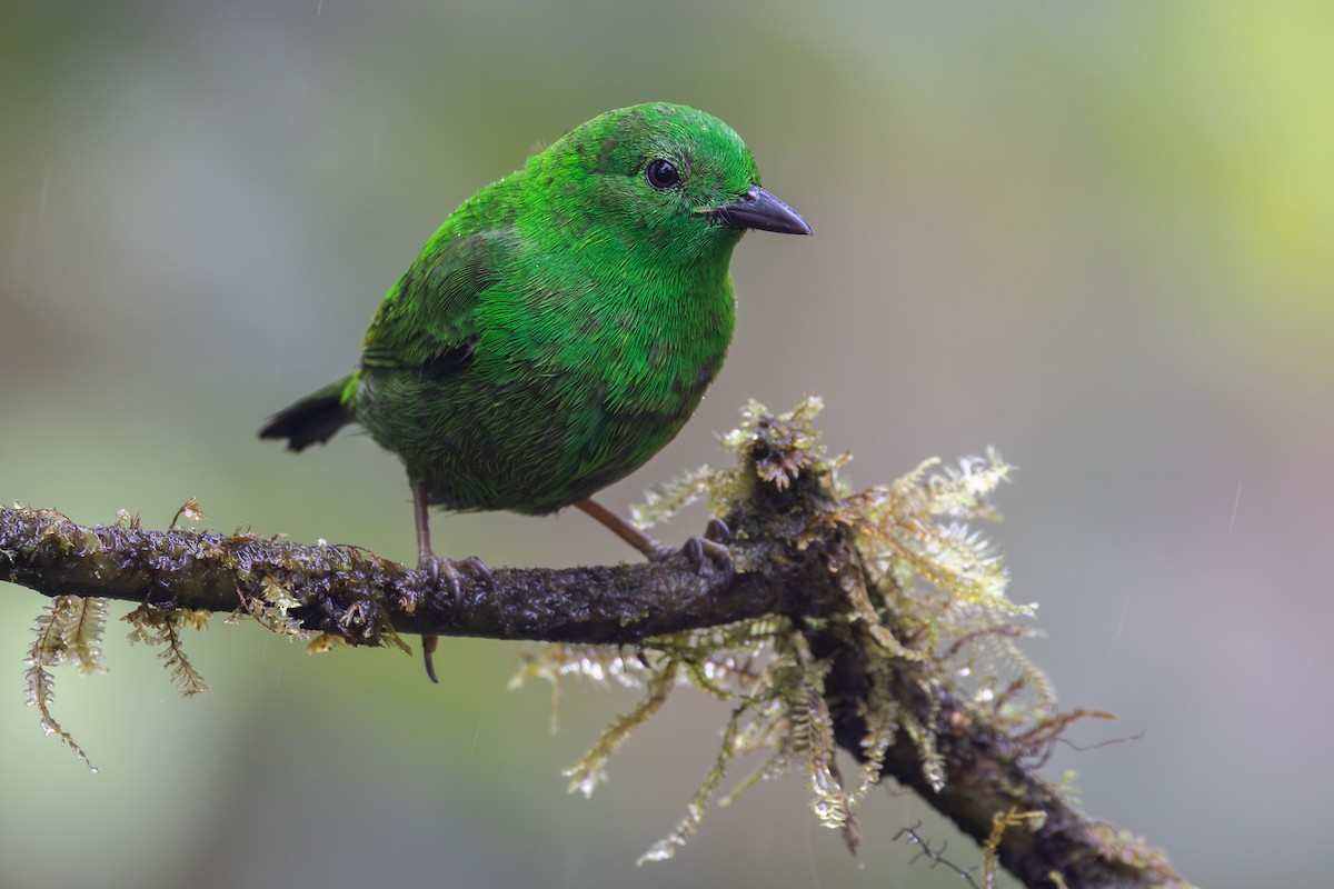 Танагра-білозір зелена - ML650230228