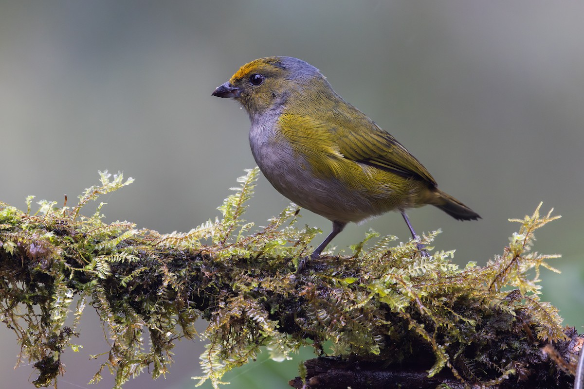 Гутурама золотолоба - ML650230249