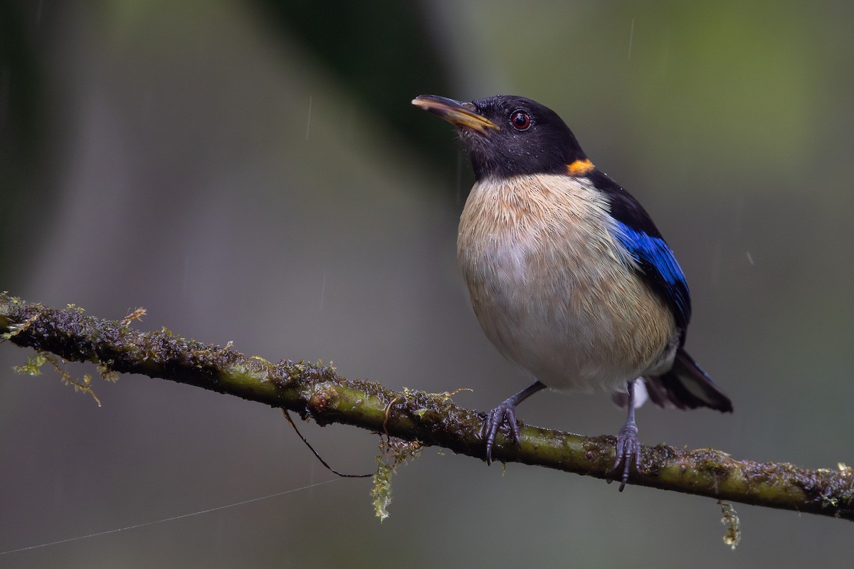 ハシナガフウキンチョウ - ML650230286