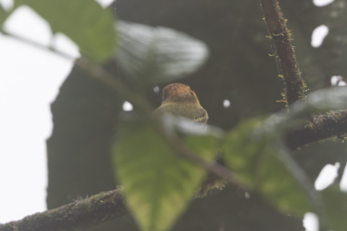 カンムリハエトリ - ML650230324