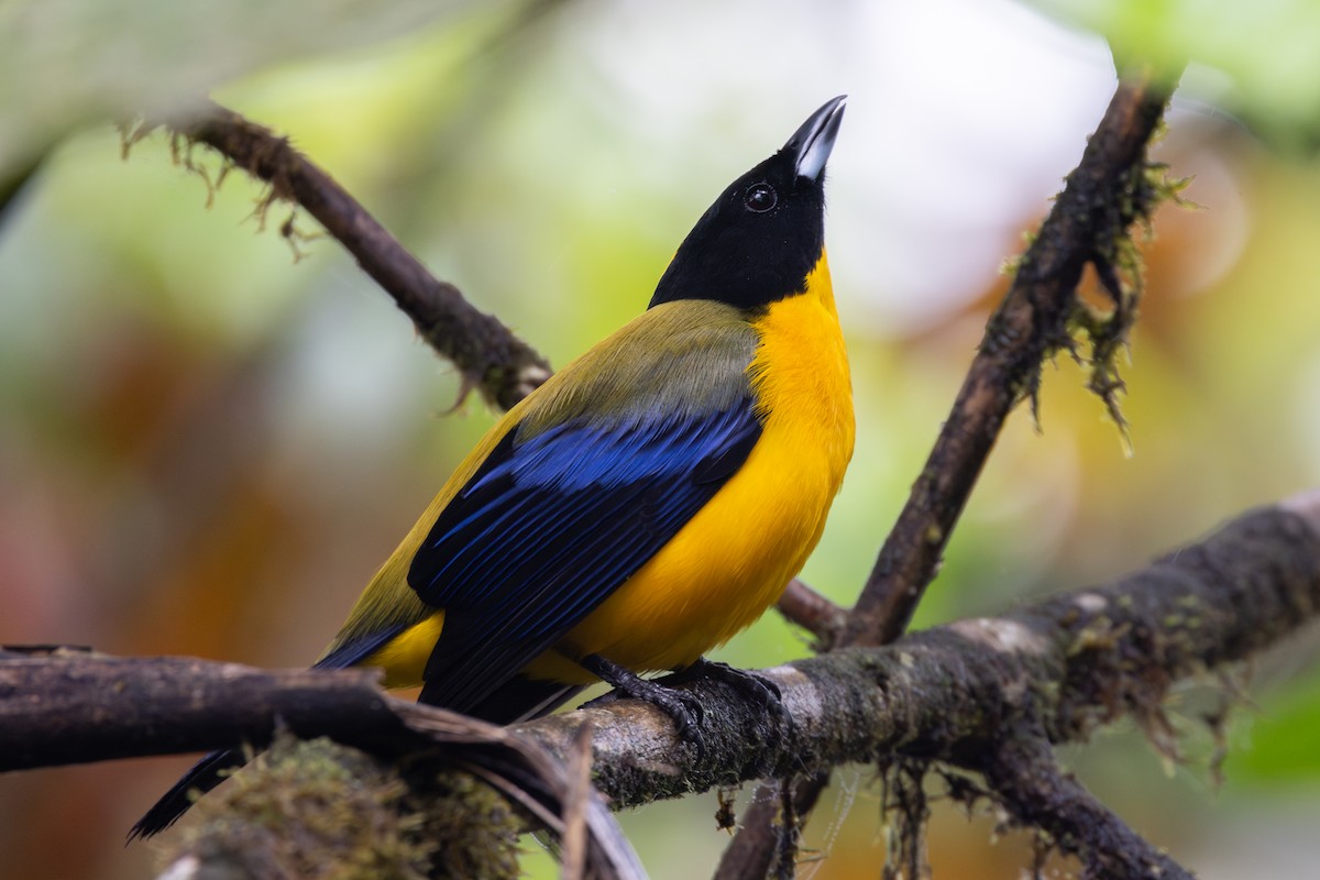 クロアゴヤマフウキンチョウ - ML650230356