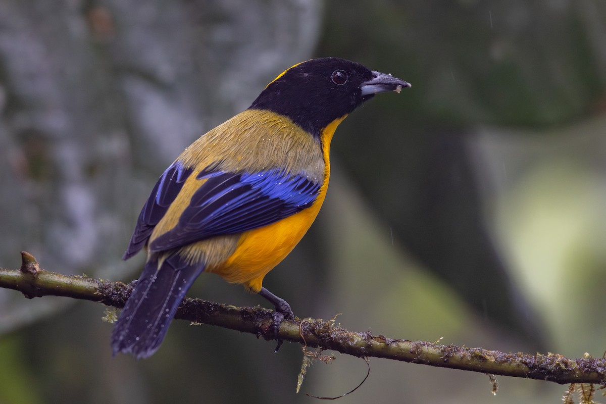 クロアゴヤマフウキンチョウ - ML650230357